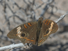 Junonia pacoma