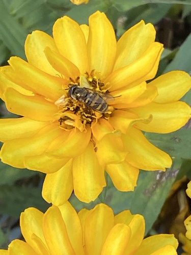 Unknown species found near Ashbury Dr, Simpsonville, SC, US