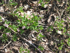 Corydalis intermedia