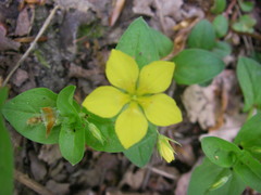 Lysimachia nemorum