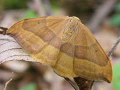 Watsonalla cultraria