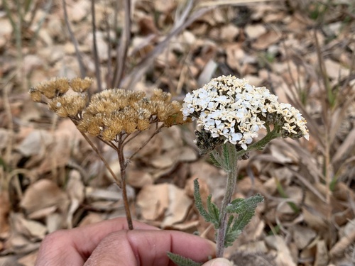 Yarrow