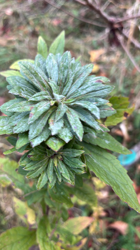 Unknown species found near Norwich Rd, Salem, CT, US