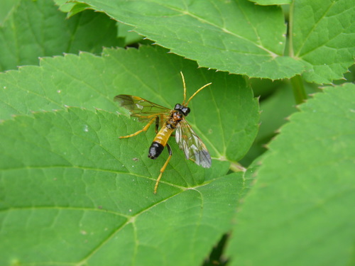 Tenthredo campestris