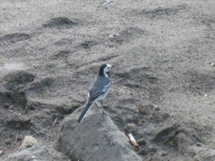 Motacilla alba