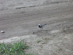 Motacilla alba