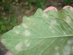 Puccinia lapsanae