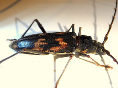 Phoracantha
