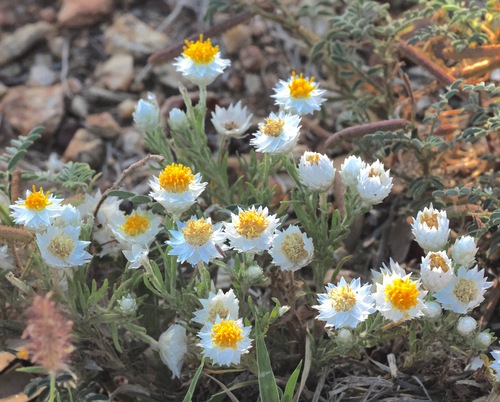 Common White Sunray (Rhodanthe floribunda)