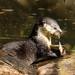 Cape Clawless Otter - Photo (c) i_c_riddell, some rights reserved (CC BY), uploaded by i_c_riddell