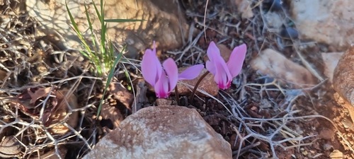 Anatolian Cyclamen (Cyclamen maritimum)