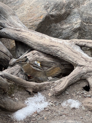 Colorado Chipmunk observed by gsco
