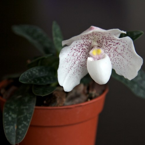 Snow-White Paphiopedilum (Paphiopedilum niveum)