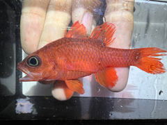 Flame Cardinalfish photo 5