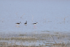 Himantopus mexicanus