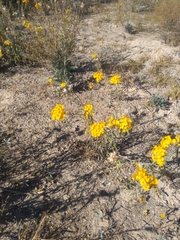 Psilostrophe gnaphalodes