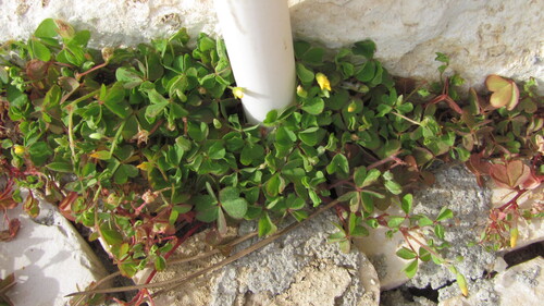 Oxalis corniculata iNat (3)