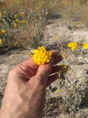 Psilostrophe gnaphalodes