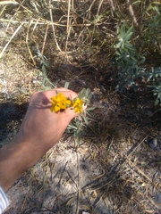 Psilostrophe gnaphalodes