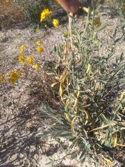 Psilostrophe gnaphalodes