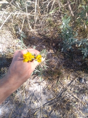 Psilostrophe gnaphalodes