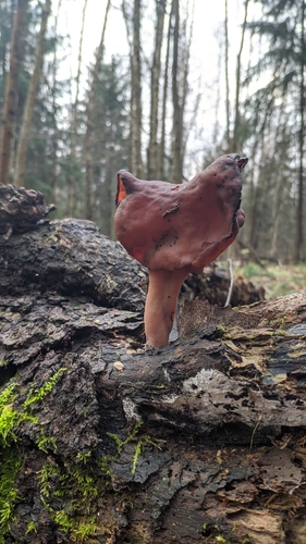Наблюдение на iNaturalist