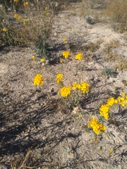 Psilostrophe gnaphalodes