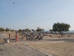 Columba livia domestica