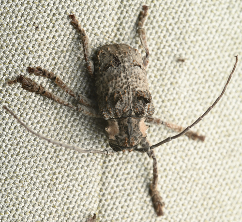 Tetradia lophoptera, 2025-10-25