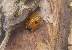 Adalia bipunctata