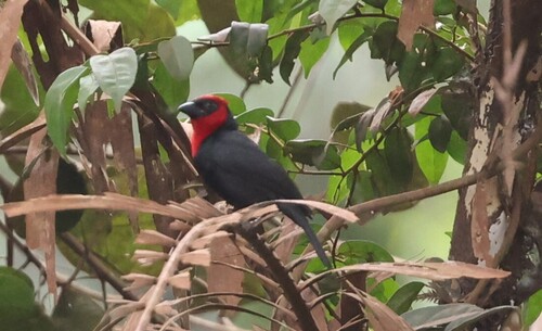 Crested Malimbe
