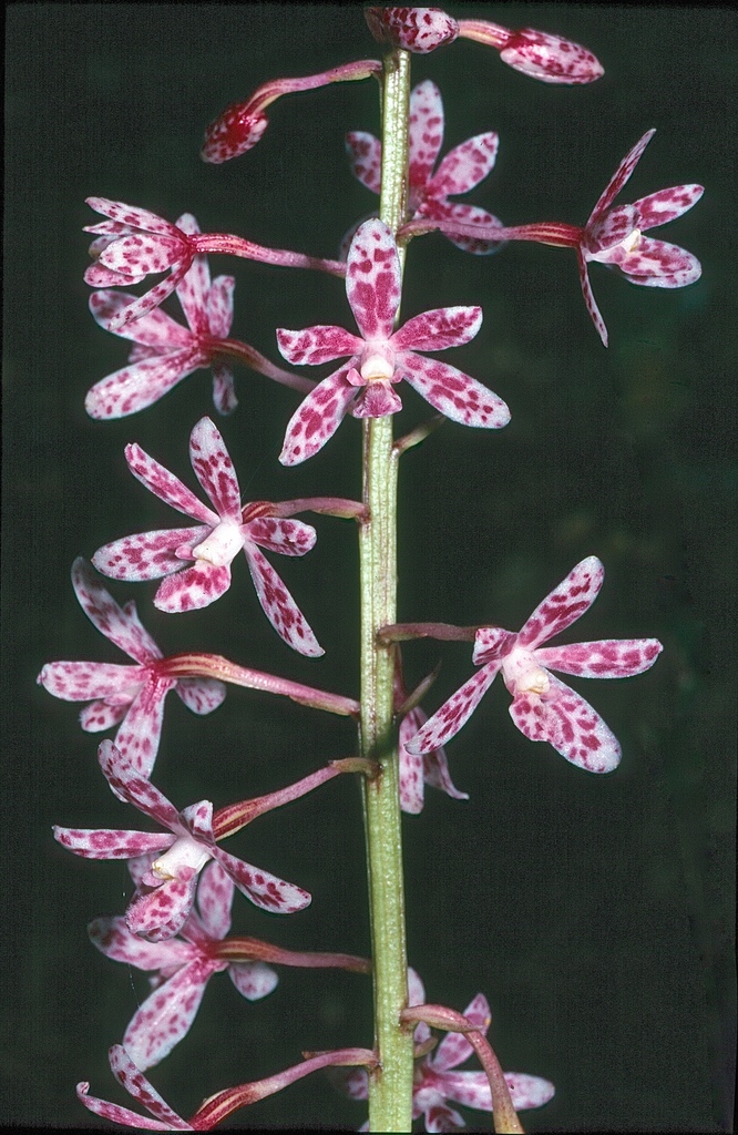 Dipodium campanulatum D.L.Jones