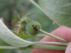 Closterotomus biclavatus