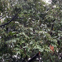 Prunus spinulosa