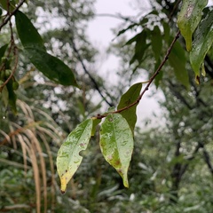 Prunus spinulosa