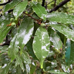 Prunus spinulosa