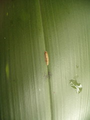 Amphixystis hapsimacha