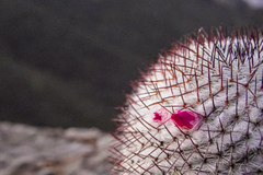 Mammillaria haageana meissneri