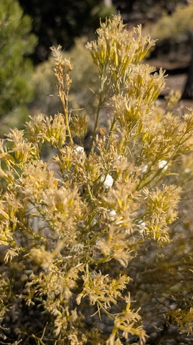 Unknown species found near Grand Canyon Village, AZ 86023, USA