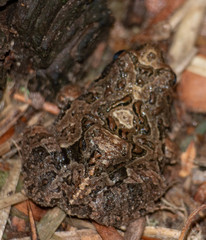 Physalaemus biligonigerus