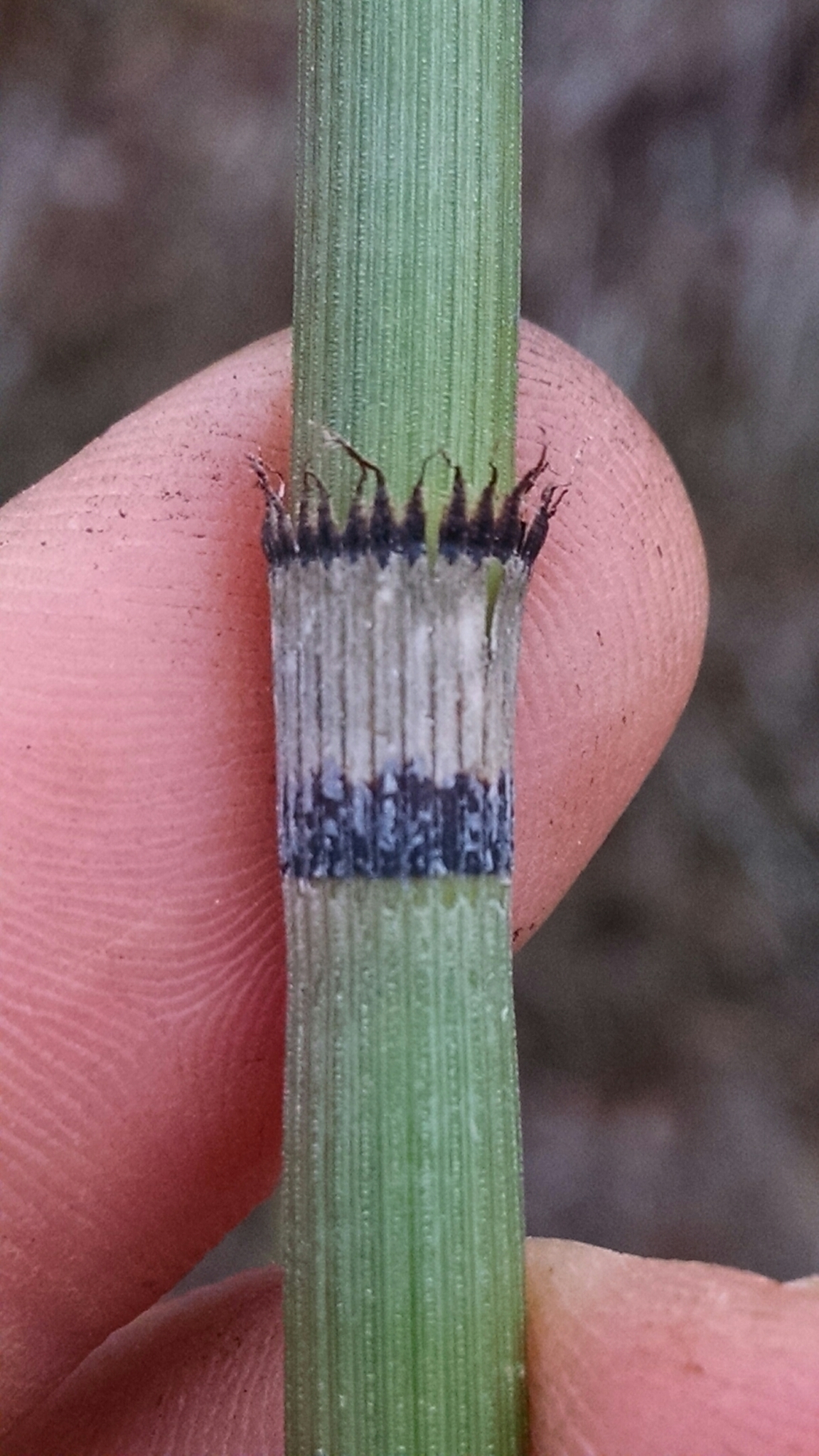 Pteridophytes Equisetum