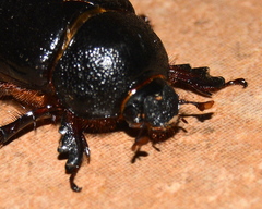 Temnorhynchus coronatus