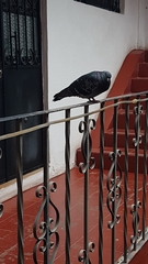 Columba livia domestica