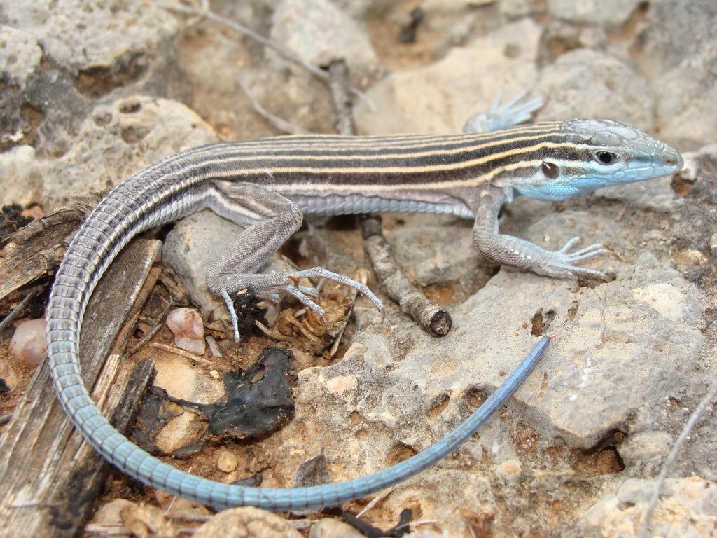 Little Striped Whiptail