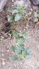 Chenopodiastrum murale