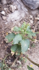 Chenopodiastrum murale