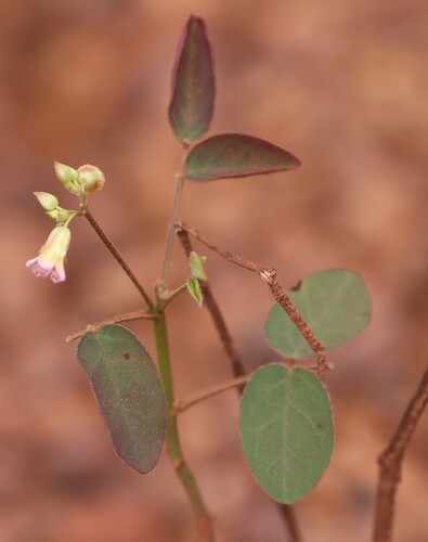 Lavender Sorrel
