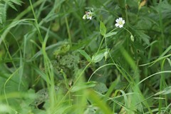 Cerastium davuricum