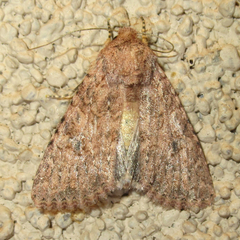 Protorthodes incincta