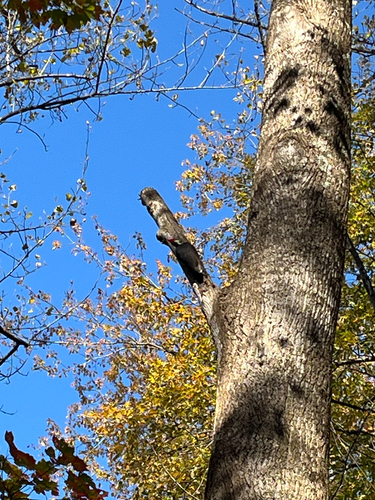 Pileated Woodpecker